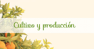 Cultivo y producción
